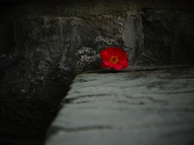 Czy można dać w prezencie sztucznego kwiatka? Czy można dać w prezencie sztucznego kwiatka?