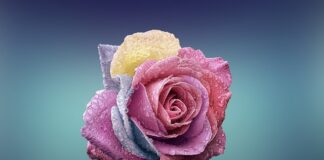 Jak zrobić róże do dekoracji tortu?