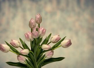 Czym różni się gąbka florystyczna mokra od suchej?