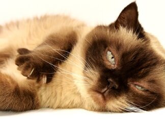 Jak nazywają się krótkie skarpetki?