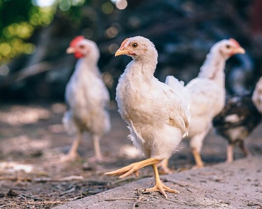 Czy spodnie po praniu się kurczą?