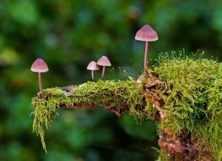 Jak używać suchej gąbki florystycznej?