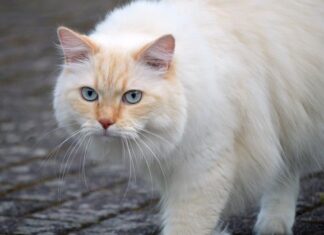 Czy człowiek ma sierść?