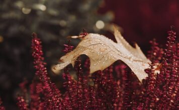 Czy Wrzos można dać na tort?